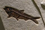 Museum-Quality Green River Fossil Fish Triptych #369070-10